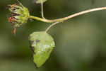 Cucumberleaf sunflower 